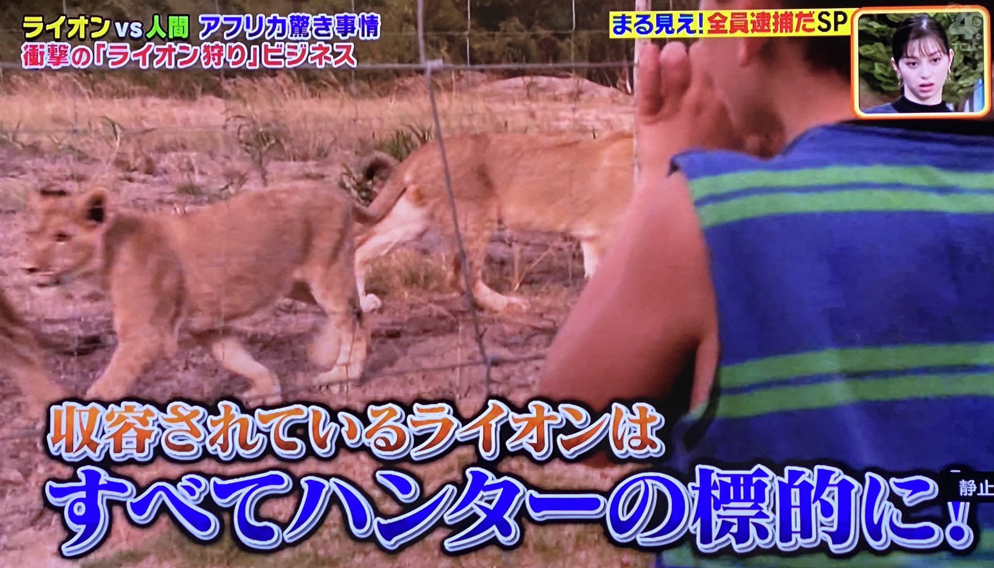 Sousou ライオン狩りビジネス 子供の頃から育てて人に慣れさせ 狩場に送りハンターの餌食に 食べる為生きる為に狩るんじゃなくただの道楽の為 こんなビジネス知らなかった 日本の捕鯨は世界から目の敵にされててコレは話題にも上がらなかったって事