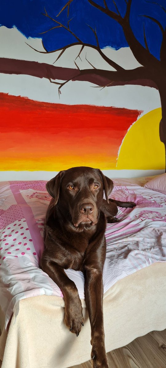 Der Vorteil am Homeoffice guckt gerade rüber 🤩. !B #labrador