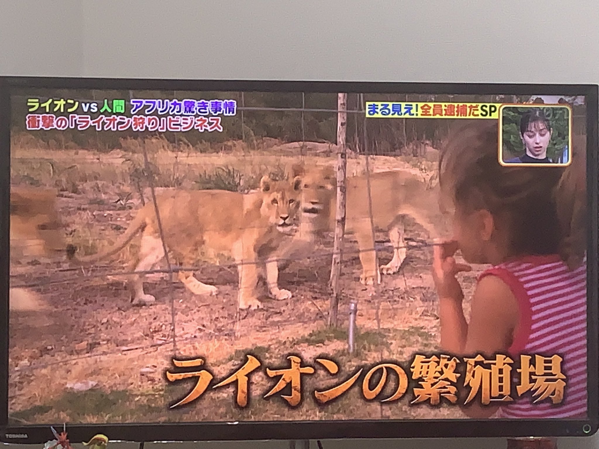 ライオン狩り Twitter Search Twitter