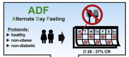 InesJov's tweet photo. ⏳1/10. Would you eat for only half of your life to delay ageing?
A new Clinical Trial shows improved health and anti-ageing signs in people doing Alternate Day Fasting (ADF)
In other words, one day of no eating (fast day) and another of eating as much as you want (feast day)🍽️ https://t.co/uJkEIoEhIv