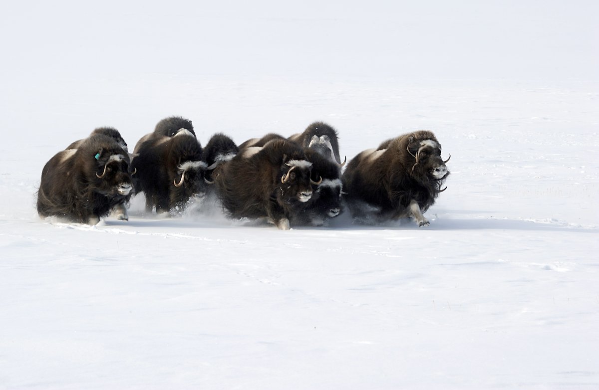 Going to work, you might see a squirrel, a raccoon, ducks, maybe a deer… but how about a herd of Muskox? The Inuit name is omingmak, ‘the bearded one’. 📸 by Sgt Matthew McGregor, along the high arctic tundra near Baring Bay, Nunavut, during #OpNUNALIVUT '12. #MyCAF