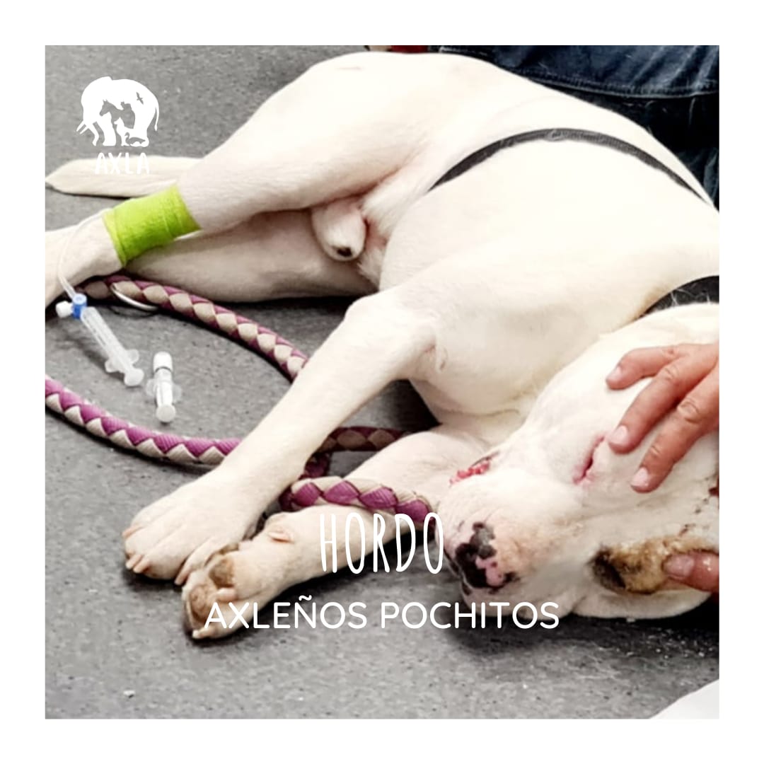 AXLAMADRID's tweet photo. ✅ Pulmones un pelín raros (puede ser principios de neumonía)
✅ No tiene cuerpo extraño
✅ Test de Leishmania negativo
Lo de la cara parece una reacción alérgica, así que le han puesto una inyección de #corticoides y #codeina 3 días.
👀Tendremos que tener precaución con él. https://t.co/HTIkOeBxYB
