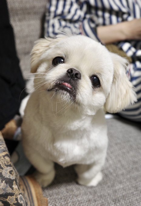犬あるある 話しかけると首をかしげて真剣に聞いてくれるワンコ けなげな表情がかわいすぎて胸キュンが止まらない ねとらぼ