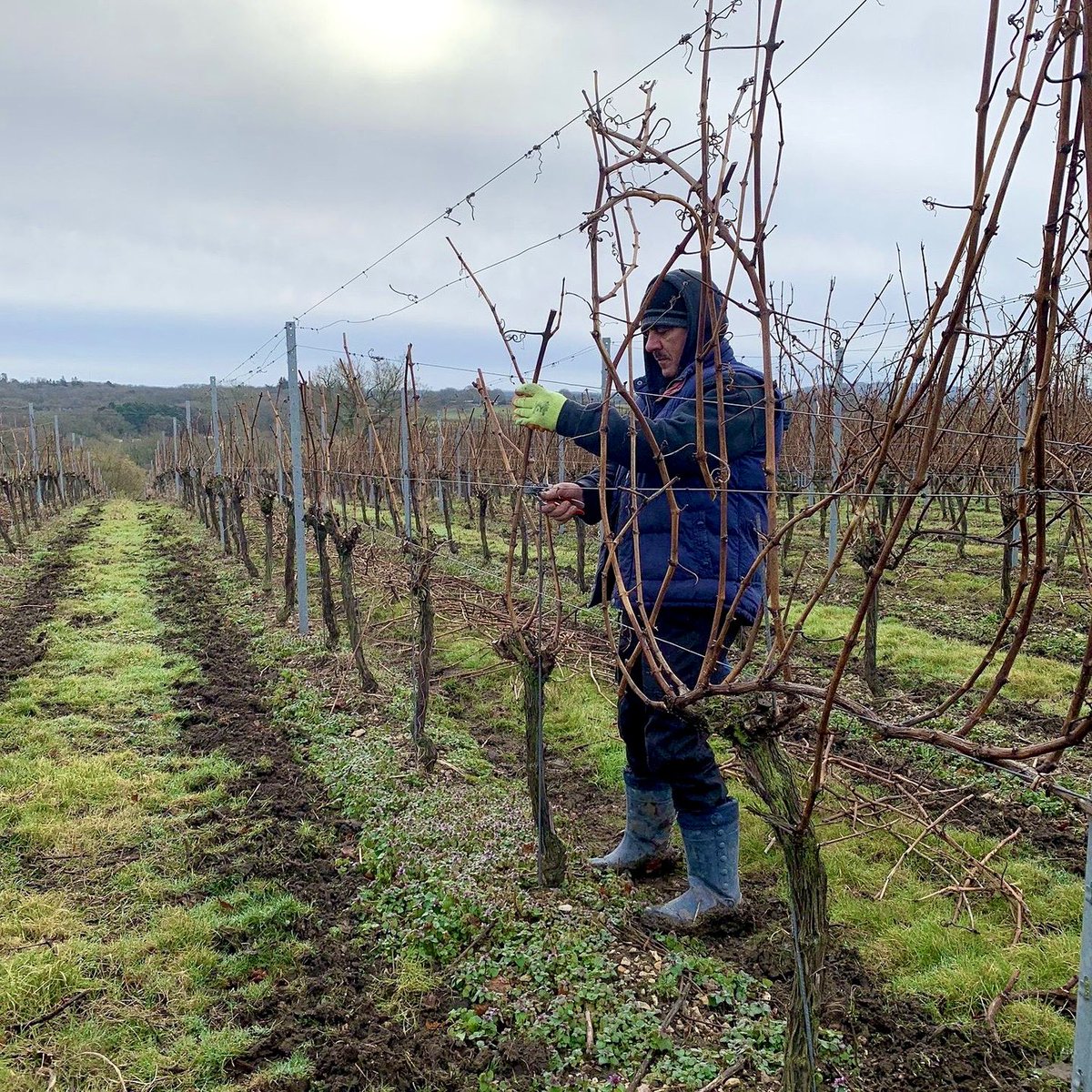 All_Angels_'s tweet photo. A busy time here in recent weeks with a team of professionals coming in to help us to prune the tens of thousands of vines we have… ✂️ 

#sustainability #sustainablevineyards #vineyardlife #newbury #lambourn #vineyardwork #berkshire #englishwine #berkshirelife #countryliving https://t.co/AHXevrzsyH