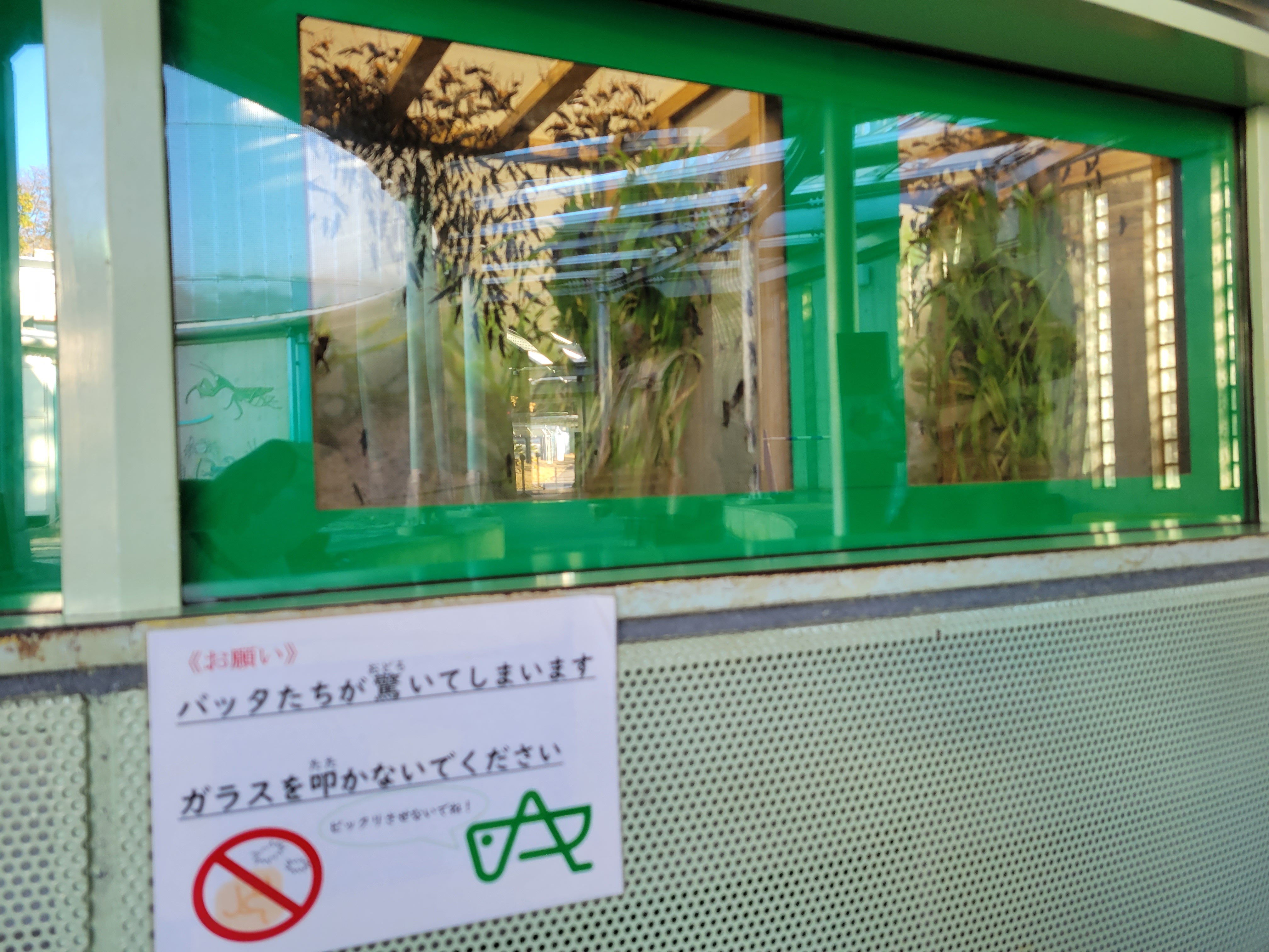 Twitter 上的 三浦靖雄 登録1001号は多摩動物公園の昆虫生態園 バッタたちが驚くのでガラスを叩かないで えらく簡略化されたバッタ がお願いしてます じゃんけんのイラスト から グー を使用して 叩かないで を表現する技巧派 いらすとや いらすとや