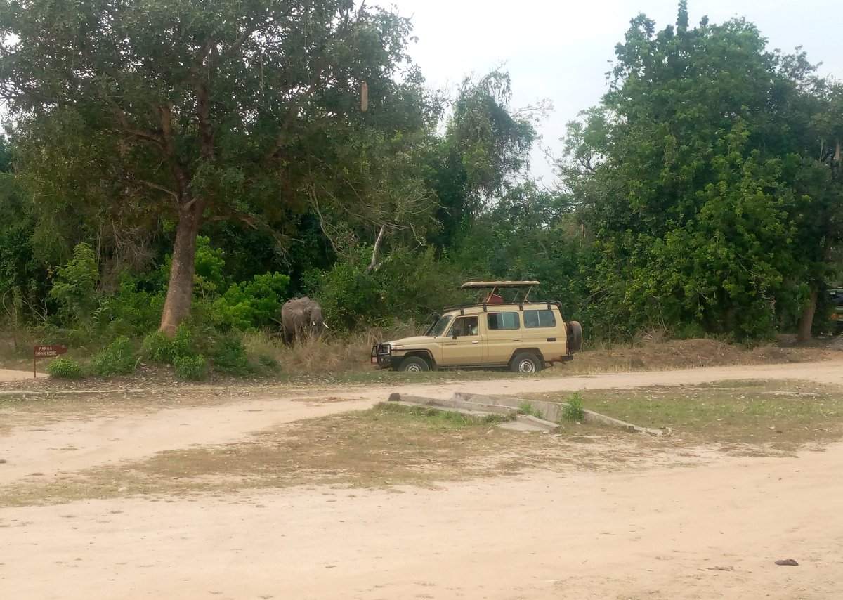 Wildlife tour memories created by Grime Depths Safaris.
#ExploreUganda #visitUganda #GrimeDepthsSafaris