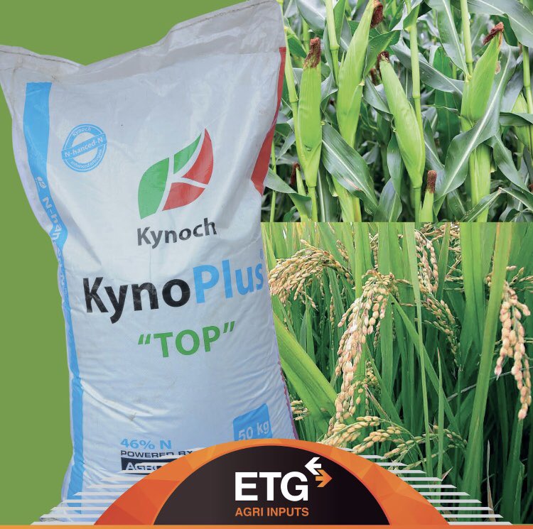 Finding #Kony maybe a very hardway to secure the bag, but if you topdress with KynoPlus Top this season, chances of great returns are very high