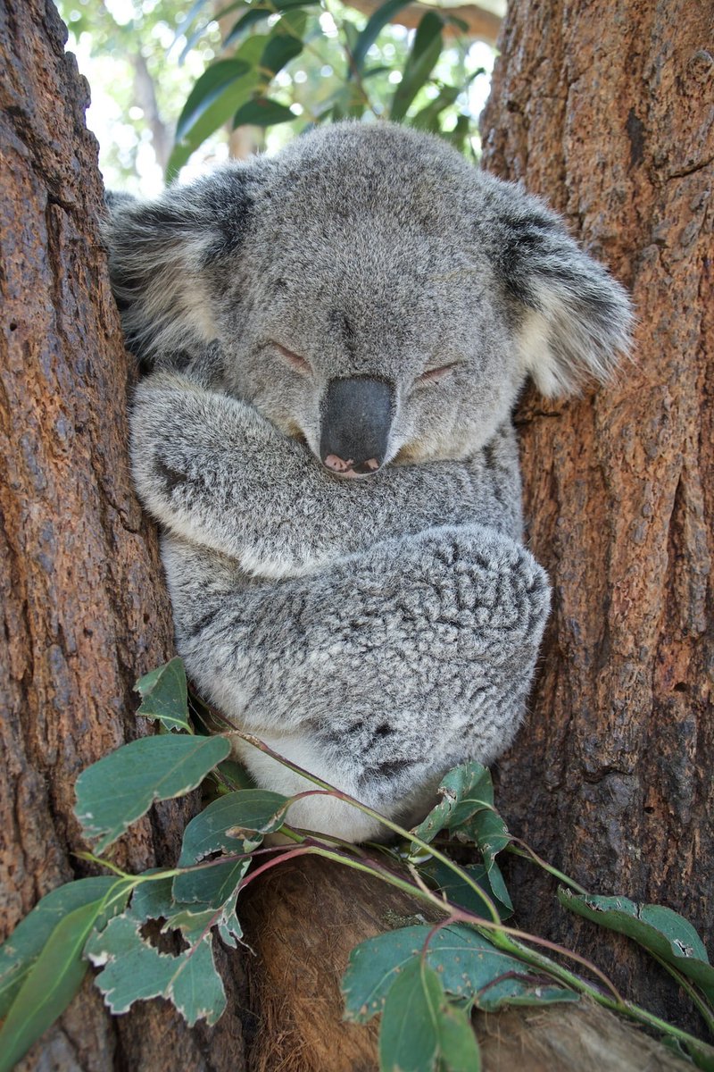 How much do you know about koalas? <a href="/QuizNightBeyond/">Quiz Night Beyond</a> - the new project from <a href="/jimmy_wales/">Jimmy Wales</a> - is hosting an Animals quiz tonight at 7pm GMT. Join us to test your animal knowledge, and help support WT Social eventbrite.com/e/animal-trivi…