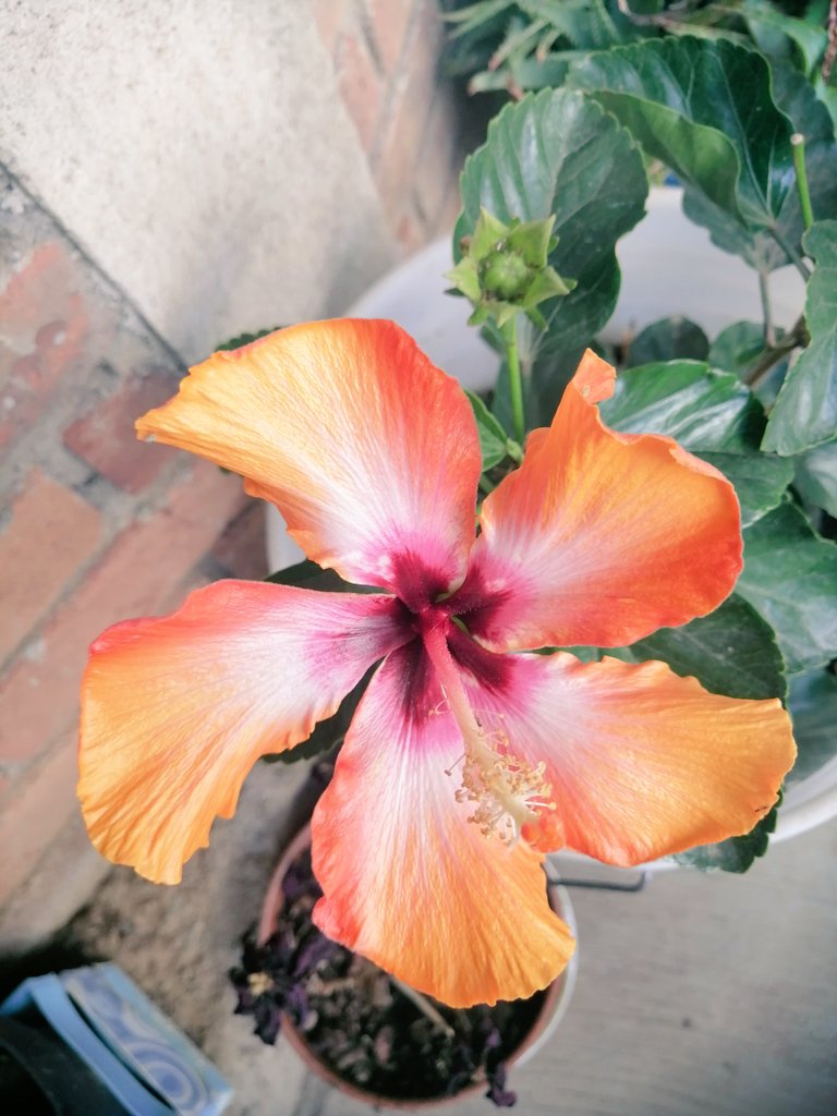 MaritzaDavilaDv's tweet photo. #flor 🌹🌸🌺��BUENOS DÍAS 🌼💠💮🏵️💐 https://t.co/eKL3P7T4MU