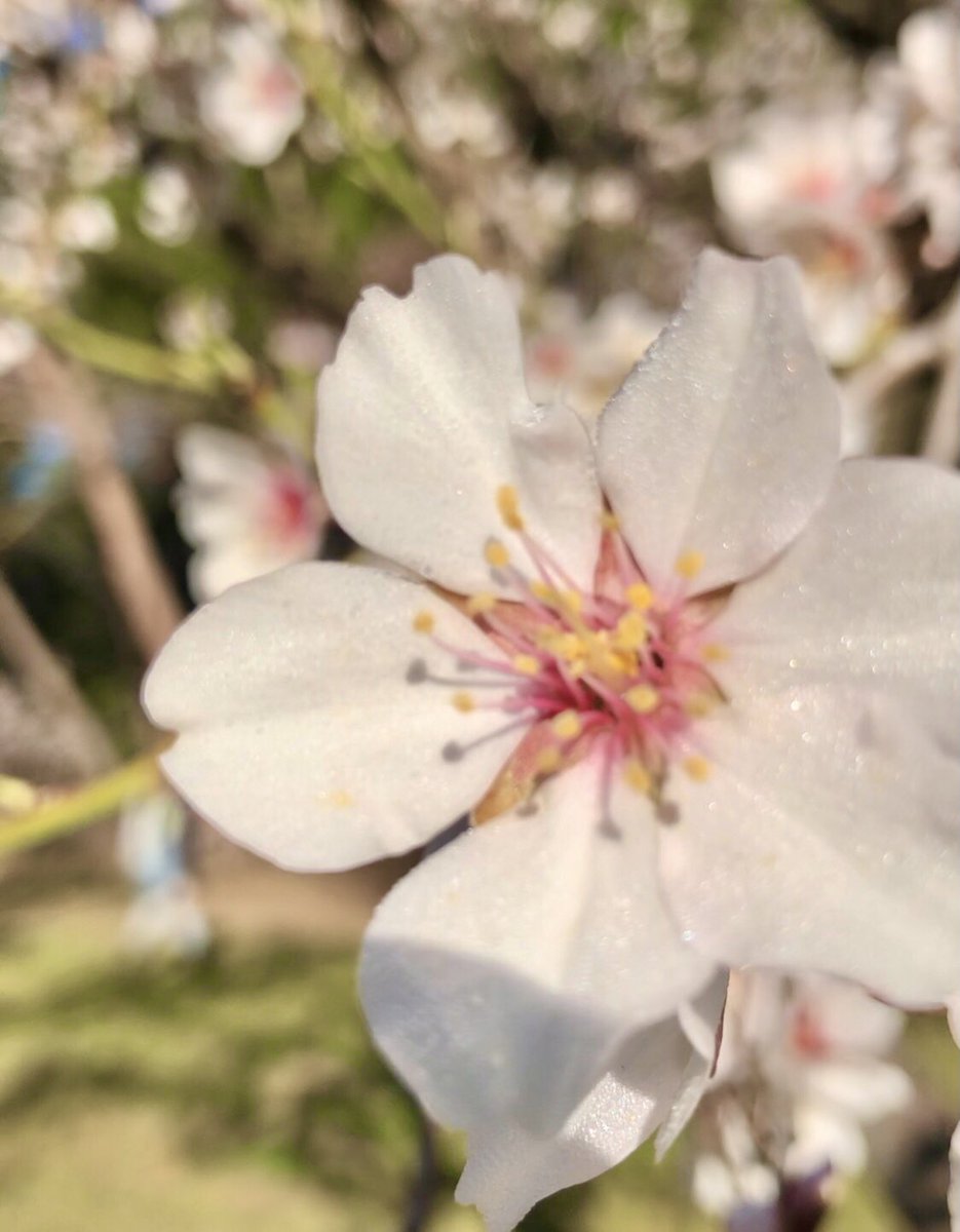 Esta semana La Quinta de los Molinos de Madrid luce así de espectacular, en su momento de eclosión de sus 1500 almendros 

#FelizSemana #Laquintaenflor #Madrid
