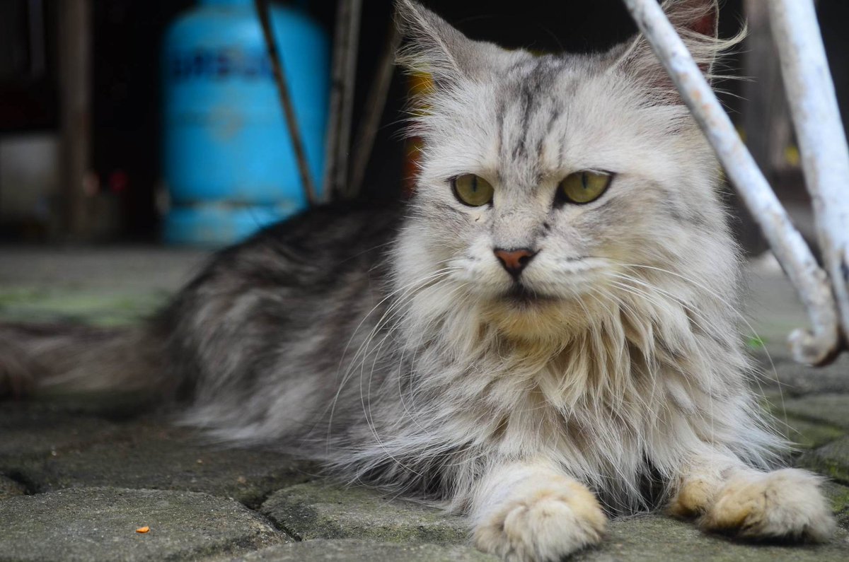 Musidn7's tweet photo. #animali #animali #natura #natura #animal #love #cani #dog #pet #pets #cane #gatti #amore #italia #gatto #instagram #cat #animallovers #dogs #italy #instagood #cats #photography #cute #wildlife #animalsofinstagram #naturephotography #picoftheday #puppy https://t.co/uRKbWU65wt