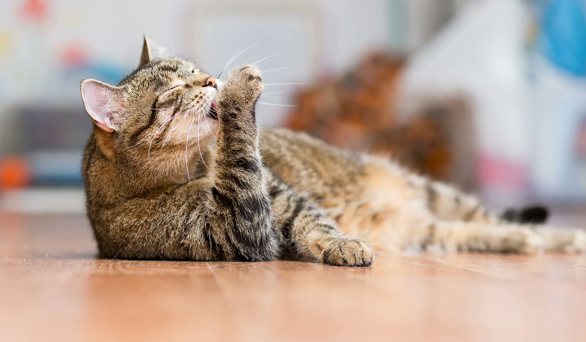 Musidn7's tweet photo. #animali #animali #natura #natura #animal #love #cani #dog #pet #pets #cane #gatti #amore #italia #gatto #instagram #cat #animallovers #dogs #italy #instagood #cats #photography #cute #wildlife #animalsofinstagram #naturephotography #picoftheday #puppy https://t.co/yIQrFHDyDr