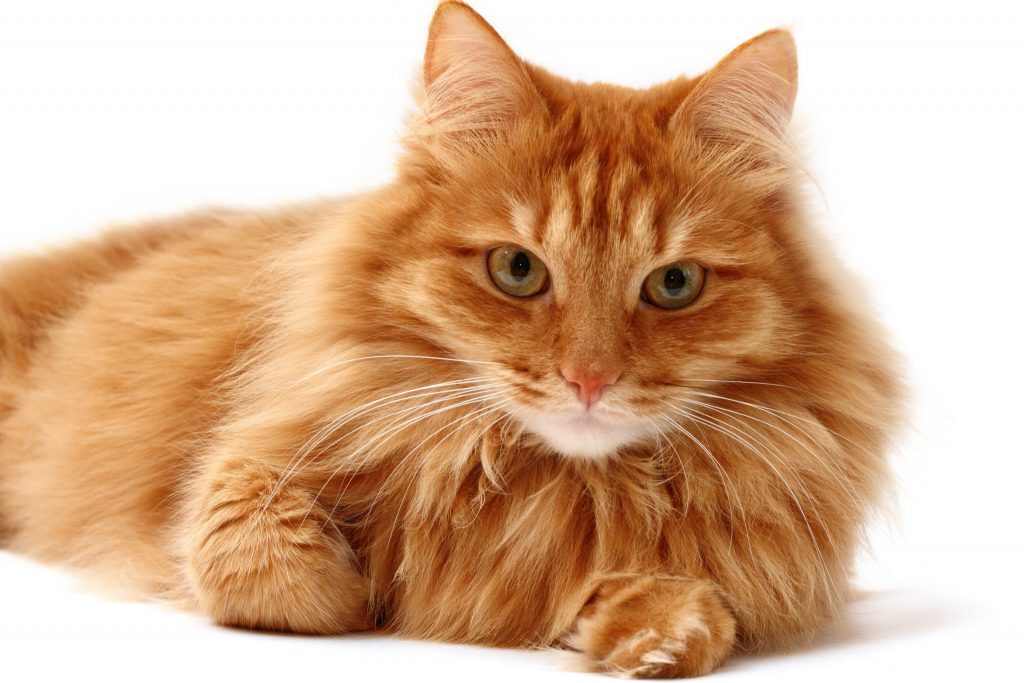 Musidn7's tweet photo. #animali #animali #natura #natura #animal #love #cani #dog #pet #pets #cane #gatti #amore #italia #gatto #instagram #cat #animallovers #dogs #italy #instagood #cats #photography #cute #wildlife #animalsofinstagram #naturephotography #picoftheday #puppy https://t.co/KVj4omnHDQ