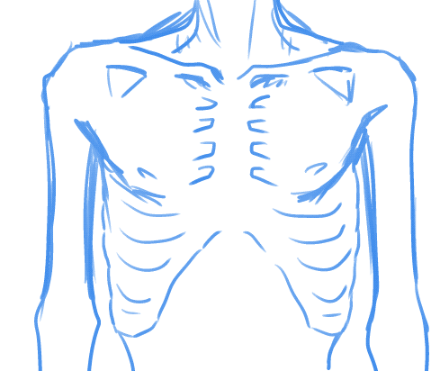 胸骨の幅が思ったより広かった。
肋骨の数はわかった。
あとは馴染むまで骨を確認しながら描く。 