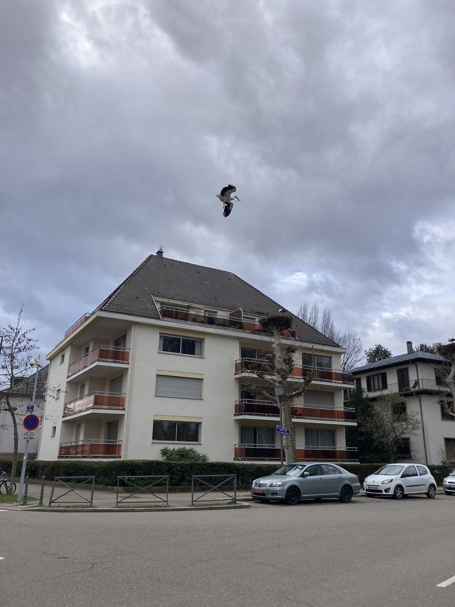 A #Strasbourg les #cigognes sont de retour!  Mais comme on dit en anglais, “why did the #stork cross the road?”                              #France #Alsace #printemps <a href="/UKinFrance/">UK in France</a> <a href="/UKDelCoE/">UK at the Council of Europe</a>