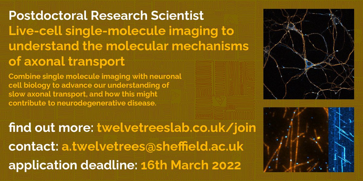 Ali Twelvetrees (@dozenoaks) on Twitter photo I’m looking for a postdoc to join the <a href="/TwelvetreesLab/">Twelvetrees Lab</a> team. It’s a three year position where you can develop your #microscopy skills and help us get to grips with some important #neurobiology.
Twelvetreeslab.co.uk/join I’m looking for a postdoc to join the <a href="/TwelvetreesLab/">Twelvetrees Lab</a> team. It’s a three year position where you can develop your #microscopy skills and help us get to grips with some important #neurobiology.
Twelvetreeslab.co.uk/join