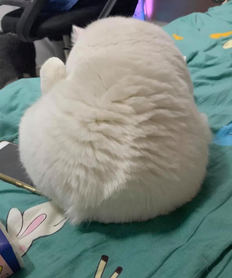 hi there ⚪️⚪️