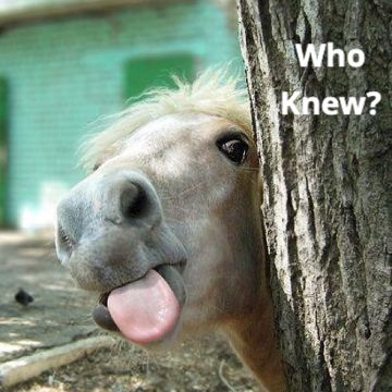 Meet our new mascot - mailchi.mp/605aec06d4c4/m…