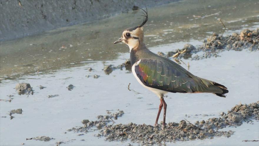 TaiwanBirding's tweet photo. 今晚十點公共電視我們的島播出”土豆鳥的保育行動",農民朋友如何營造友善的棲地,吸引遠道而來的小辮鴴來此安心渡冬。冷冷的天來看螢幕上的鳥
Lapwing Surveying & Conservation in Yunlin. 10pm tonight on PTS.
#友善耕作 #我們的島 #公視 #雲林 #WorkingWithFarmers
https://t.co/qcAShgbELj https://t.co/yyZlQXDwjF