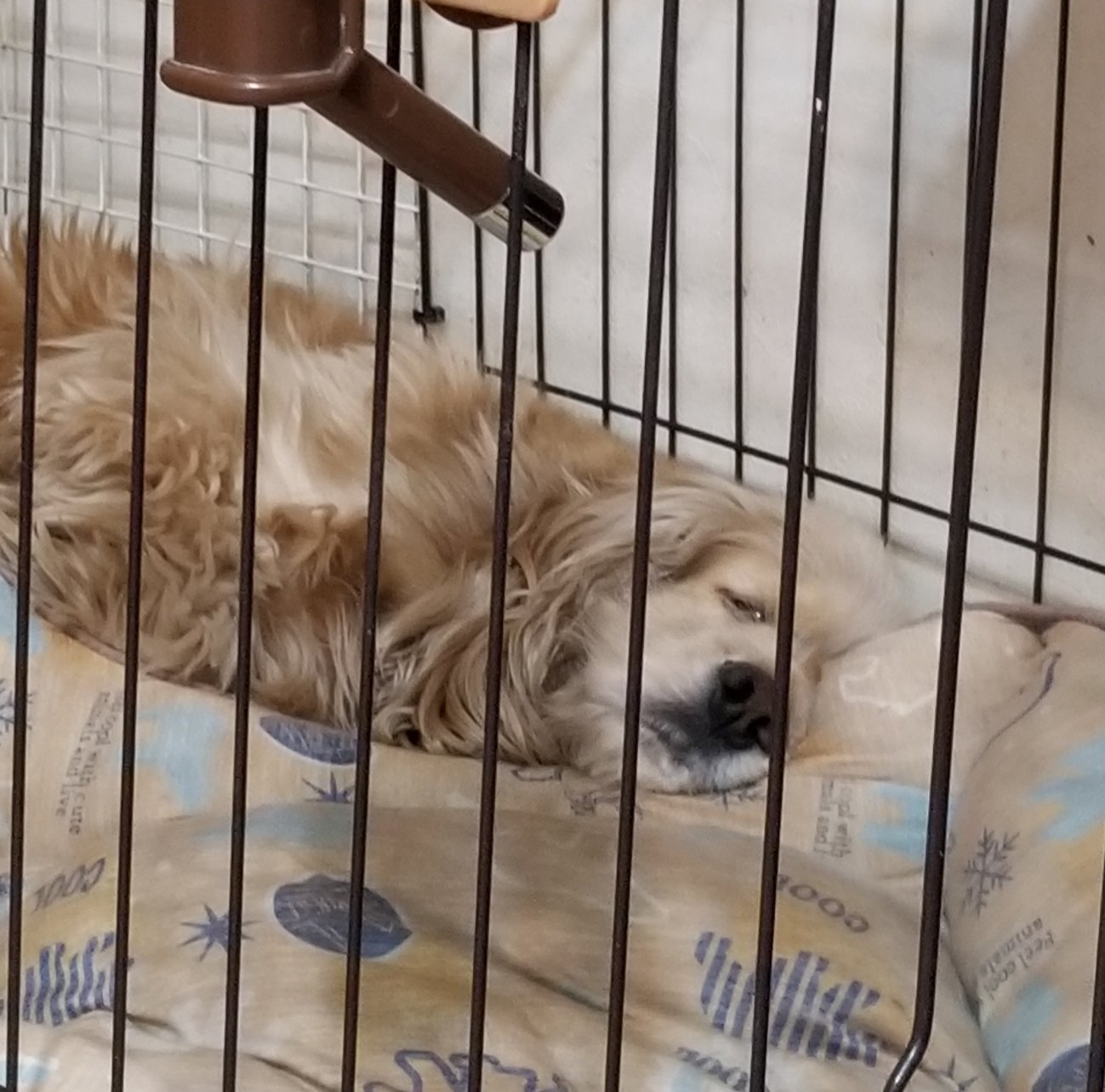 室内犬 Twitter Search Twitter