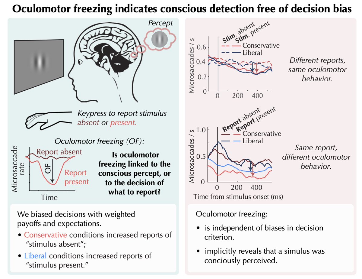 New publication alert! In <a href="/JNeurophysiol/">JNP</a>, @KitMoreland, <a href="/MartinRolfs/">Martin Rolfs</a> and I demonstrate how involuntary eye movement patterns implicitly reveal conscious perception, independent of biases in the participants’ explicit reports.  
tinyurl.com/eyefreeze 
Here’s a summary (1/7):
