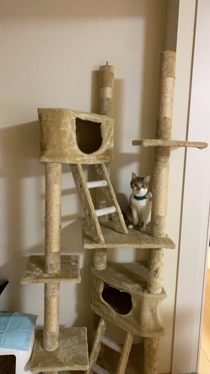 koro729's tweet photo. 弟んちの🐈がもうシニアちゃんでキャットタワー使わないからウチの子達用に回収してきた🐈🐈
が、パーツ1つ忘れて帰ってきた上に、肝心な天井に突っ張るポール部分×2本が紛失してて詰んだ(笑)
何故捨てる(笑)
ビスのサイズ合うやつで別のメーカーの買ってみるか…くそぉ…
#FUU_SUI https://t.co/E8SESA1ZLg