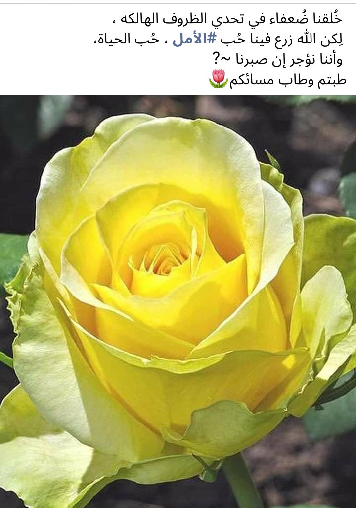 لطف بن محمد (@bnmhmd46660557) on Twitter photo 