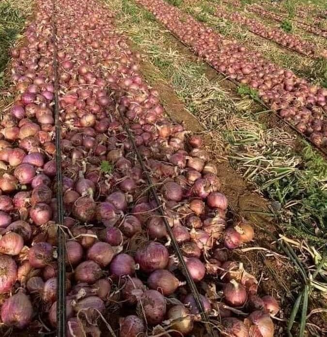 Ivycherop1921's tweet image. Hey guys kindly promote my hustle.
Location: Kericho, Chepseon 

Kindly share and retweet widely I will appreciate.
Form ni bottom up 
Kazi ni Kazi.
#lowerfoodprices