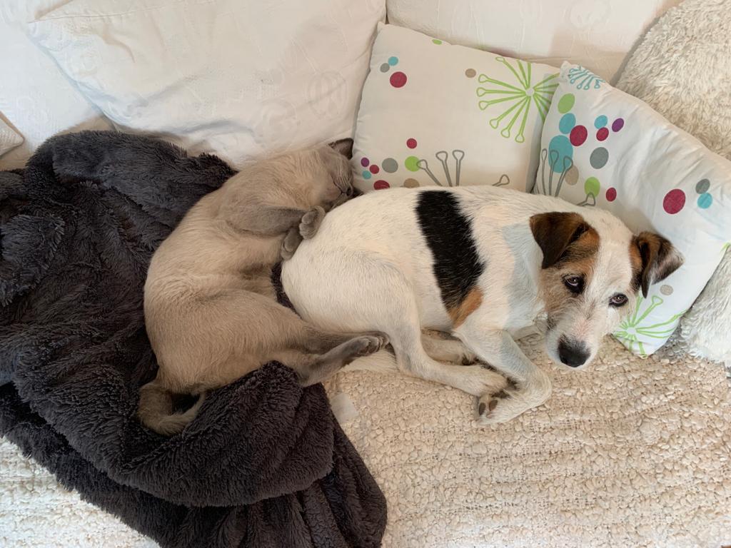 Oh look my butt is warm and comfurtable
#dogsoftwitter #CatsofTwittter