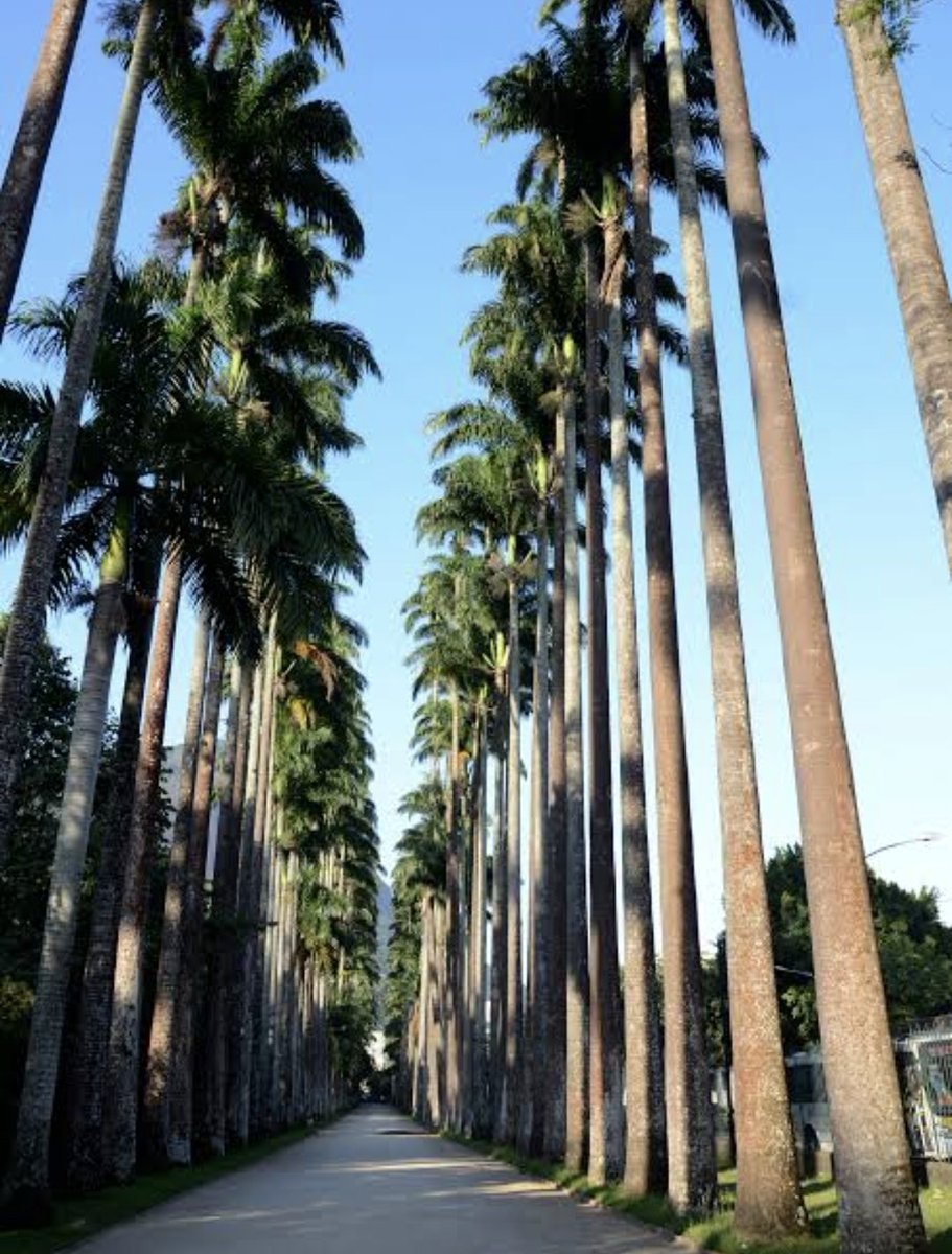 rafaturis's tweet photo. O Jardim Botânico do Rio de Janeiro é uma espetacular área verde da cidade do Rio e possui uma das mais importantes diversidades da flora nacional e internacional em cerca de 6.500 espécies. 
#jardimbotanico #rafaturis #jardimbotanicorj #rio #turismonorio #RiodeJaneiro https://t.co/Rn31VM8Wlm