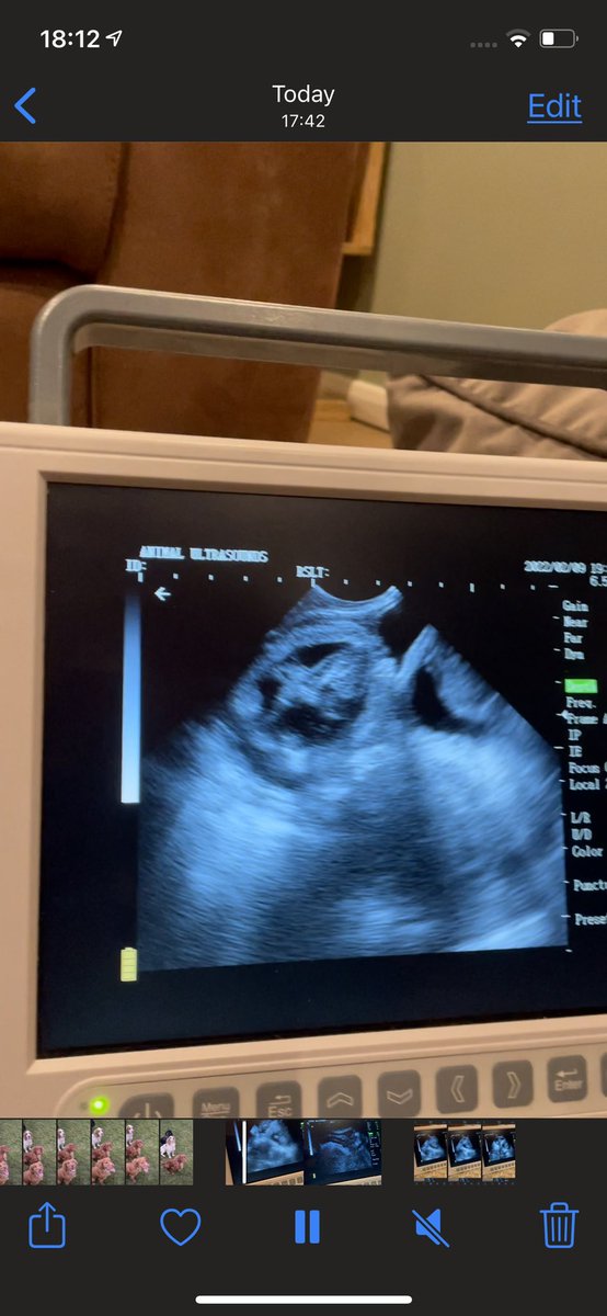 beckyjadesurman's tweet image. Now doing #ultrasoundscanning #petultrasoundscanning to confirm pregnancy, to give an estimated number of puppies and estimated delivery date #bedford #pregnancyscanning #petpregnancyscans #braveshotgundogs
