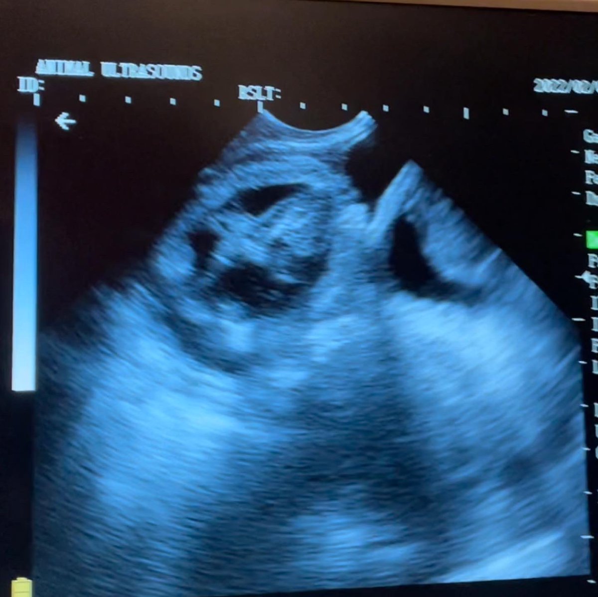 beckyjadesurman's tweet image. Now doing #ultrasoundscanning #petultrasoundscanning to confirm pregnancy, to give an estimated number of puppies and estimated delivery date #bedford #pregnancyscanning #petpregnancyscans #braveshotgundogs