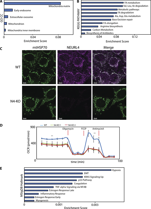 Neuralized-like protein 4 mediates ADP-ribosylation of mitochondrial proteins, say <a href="/dafneina/">Dafne Cardamone</a>, <a href="/vpbos/">Valentina Perissi</a> and colleagues at @BU_Biochemistry and <a href="/BUCNSB/">Center for Network Systems Biology, Boston U</a> bit.ly/3oN6dBy #mitochondria, #PARylation, #mtDNA, #fertility