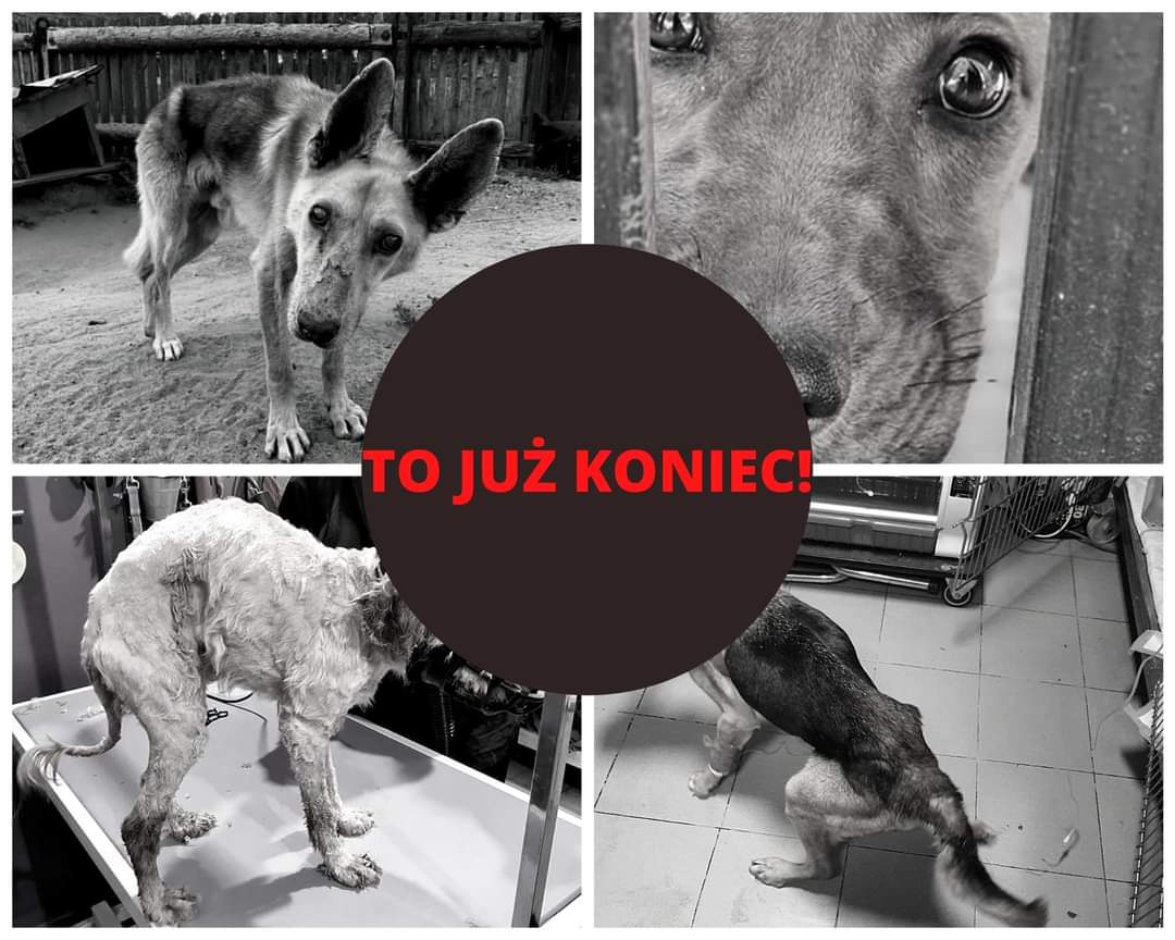 Ja wiem,że mam małe zasięgi ale Fundacja Zwierzęca Polana musi jakoś utrzymać podopiecznych,prze ich sytuację finansową nie mogą już pomóc ratujemyzwierzaki.pl/krzykopomoc