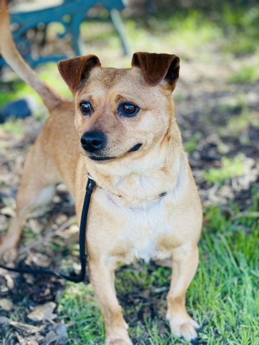 SPCAmc's tweet image. Adorable Milo is a six year old Chihuahua mix who came to the SPCA because his former owner could no longer care for him. Spend a little time with him and he&apos;s all kisses!  He&apos;s available for adoption at the SPCA! #milo #spcamc #adoptme