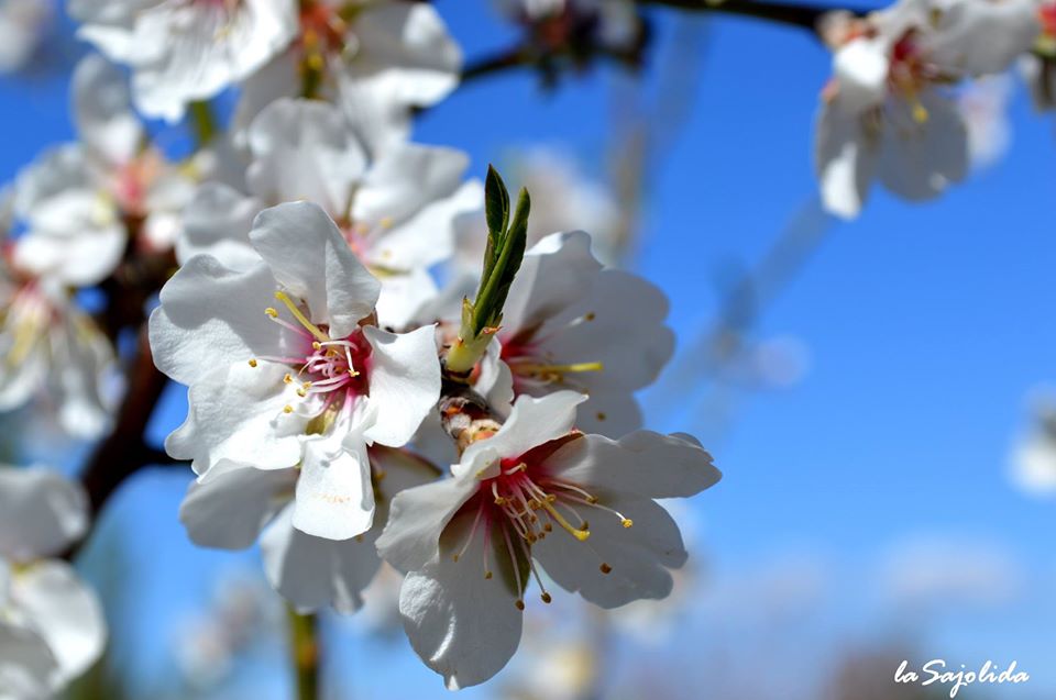 "Ja sé que si fos per tú
tots els arbres floririen
tal com fan els ametllers,
i la por no existiria..."

Ferran Palau - Cavall blanc