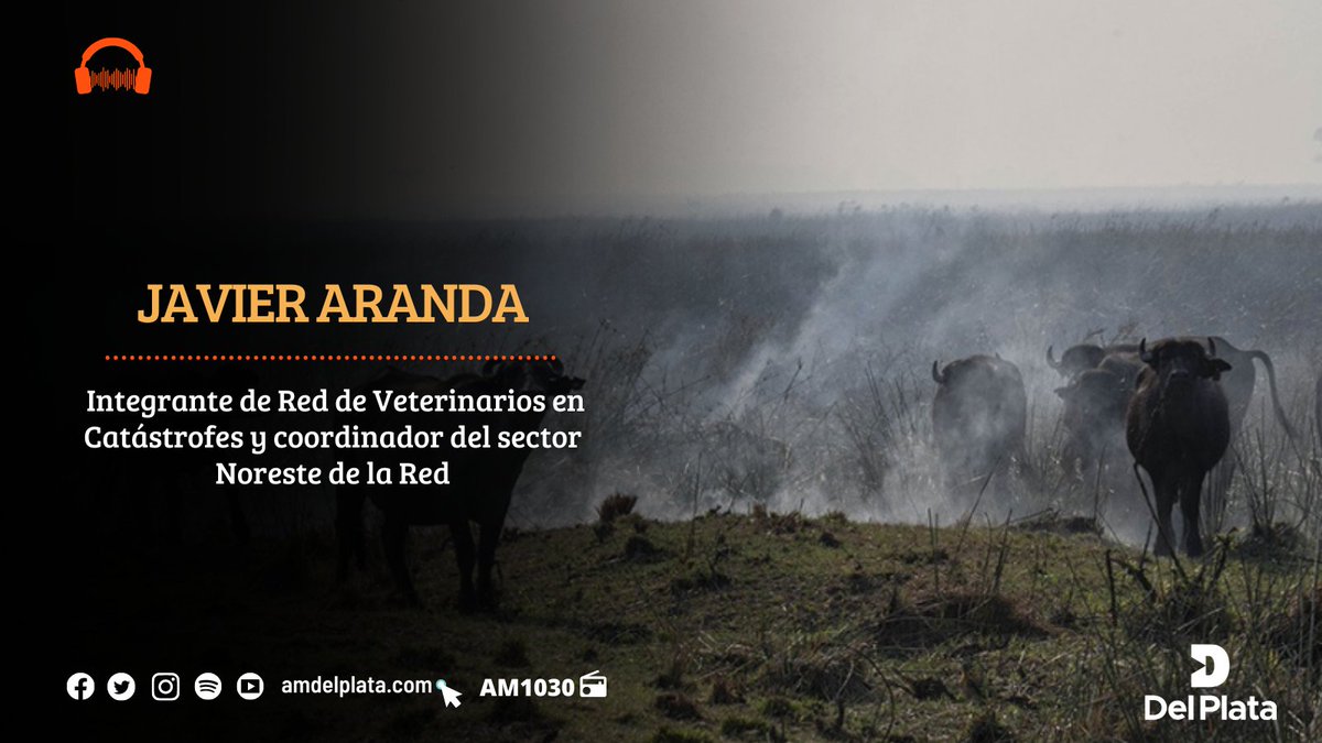 📻 [#Sobremesa] Javier Aranda, integrante de Red de Veterinarios en Catástrofes y coordinador del sector Noreste de la Red,  en comunicación con <a href="/pautrapani/">paula trapani</a> y @marcanay
 
🎙AM1030
📲1123401030
🔊 amdelplata.com