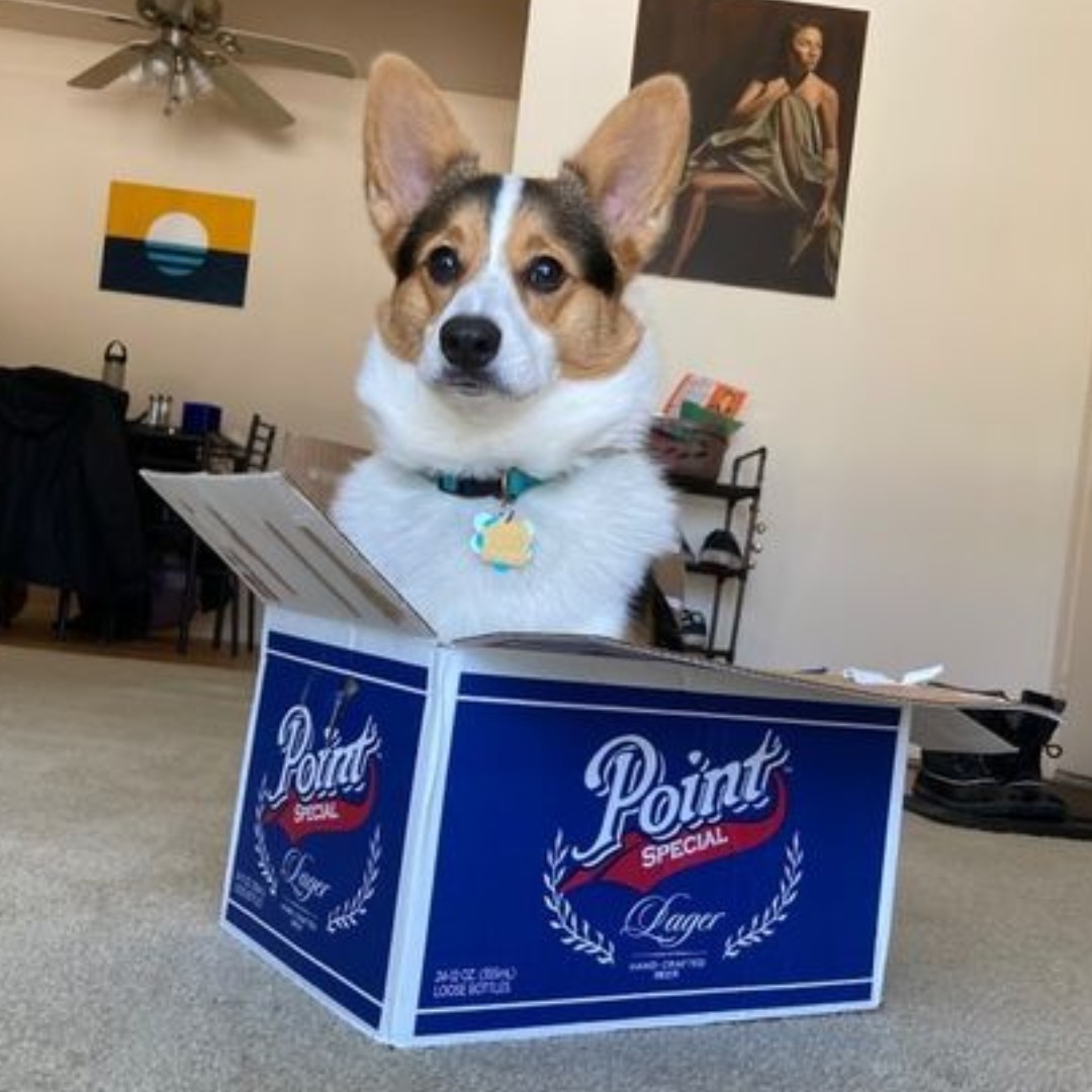 pointbrewery's tweet photo. Every dog has its day. Westley here is enjoying it with a case of Point Special Lager. Have a great start to your week!
#pointbrewery #pointbeer #pointspecial
Thanks for sharing Alec Bemis! https://t.co/ehw1PDPrEV