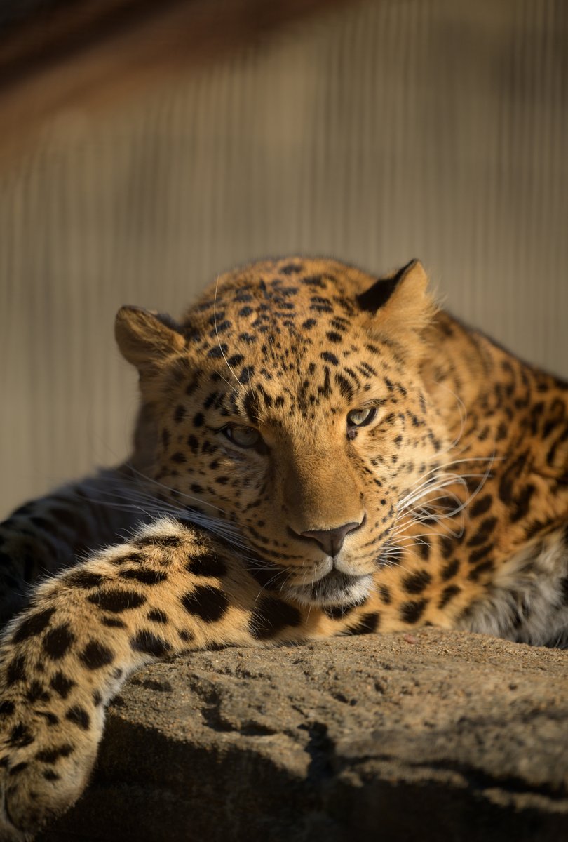 The Amur leopard is among the rarest of all leopards and is the most endangered big cat at the Zoo. Although only a few dozen Amur leopards remain in the wild, we have had success in breeding this highly endangered cat. 📸: Amur leopard Samson, who arrived at the Zoo last winter.