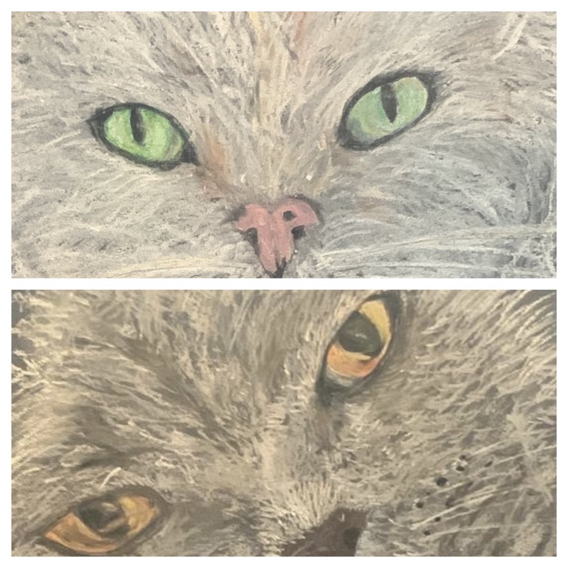 Just completed these pastel portraits of my two geriatric cats. So sad to see them age #britishshorthair #petportrait #lolahugo