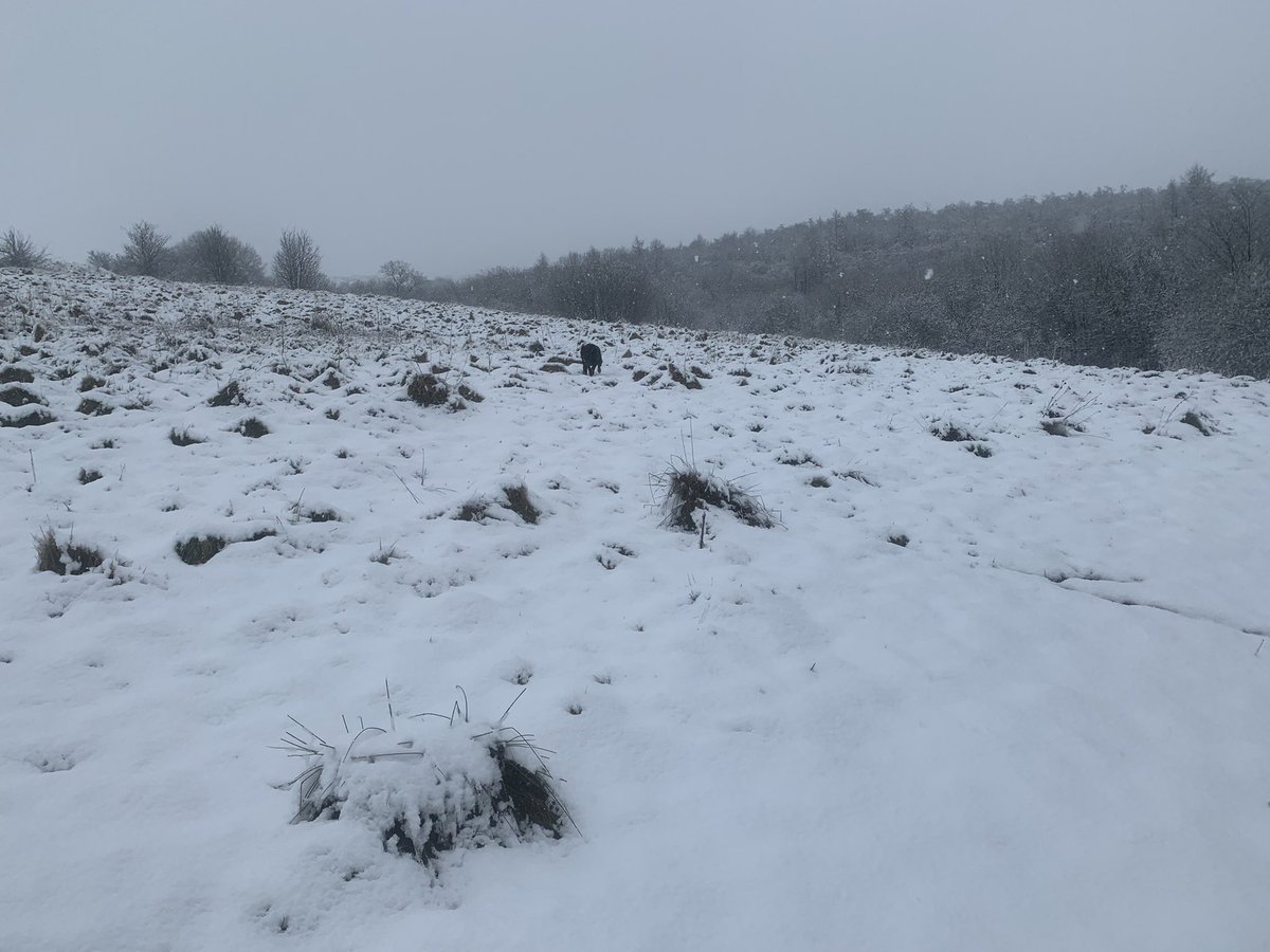 Simbas_Dad1's tweet photo. We had white stuff on Saturday but it’s all gone now! https://t.co/ivJCkDQHtC