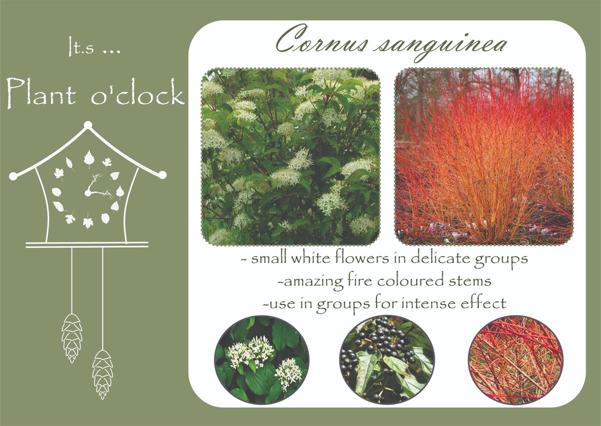 Ding - dong! It s plant o'clock 🙃
#plants #gardening #ornamentalplants #redplant #landscape #GardeningTwitter #garden #GardenersWorld #landscapedesign #colors #bush