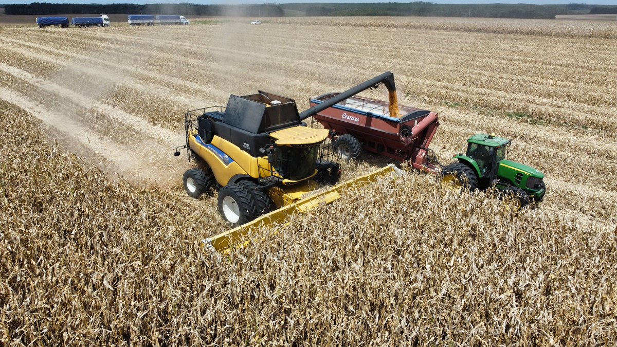 Se inició la cosecha de maíz, con P1804 haciendo punta en secado de grano, tanto en ambientes bajo riego como de secano.

📍 Departamento de Rio Negro.
Gracias Luis Ramirez por las imágenes de la cosecha de P1804 bajo riego. 

#HechoParaCrecer