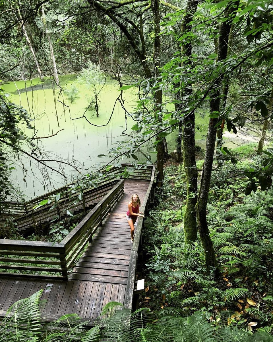 FLStateParks's tweet photo. We don’t need mountains to hike up in Florida when we’ve got mini rainforests to hike down! 💧️🍃☀️🌿🦋🌴🌈🌳 

***  
📍: Devil's Millhopper Geological State Park 
. 
. 
#FLStateParks #DevilsMillhopper #TheRealFlorida https://t.co/odQrfNDdWp
