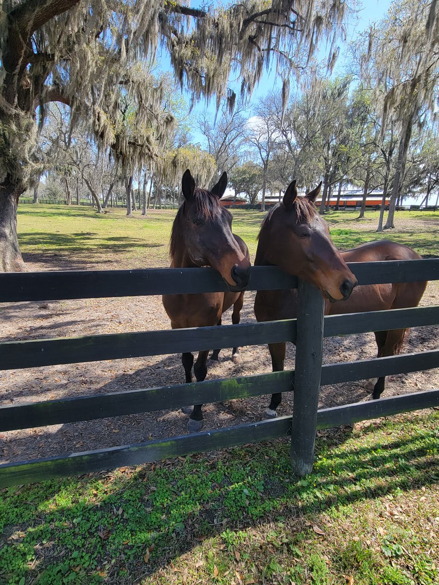 Two gelding at farm we use as lead ponies, Temeraine,  Chicago Style. Both broke their maidens at Tampa Bay Downs went on to win graded stakes. Kentucky Turf , Hollywood Turf Cup. The Kentucky Turf wasn't graded but it was for alot of money