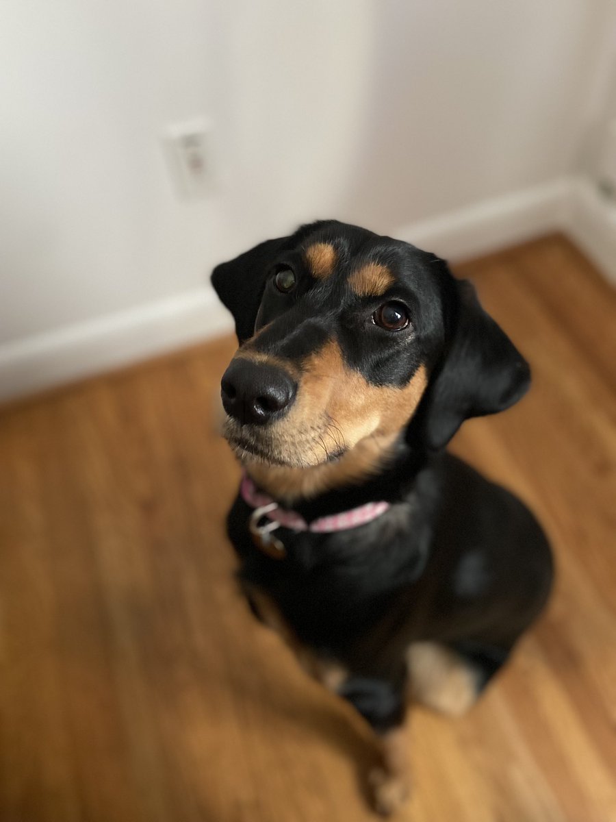 HeatherD_actor's tweet photo. Celebrating Family Day with Ms. Lucy as she practices begging for food at the table…. Anyone else struggling to say no? 😍🥺 #RescueDogs #AdoptDontShop https://t.co/Se3wcsLJm9