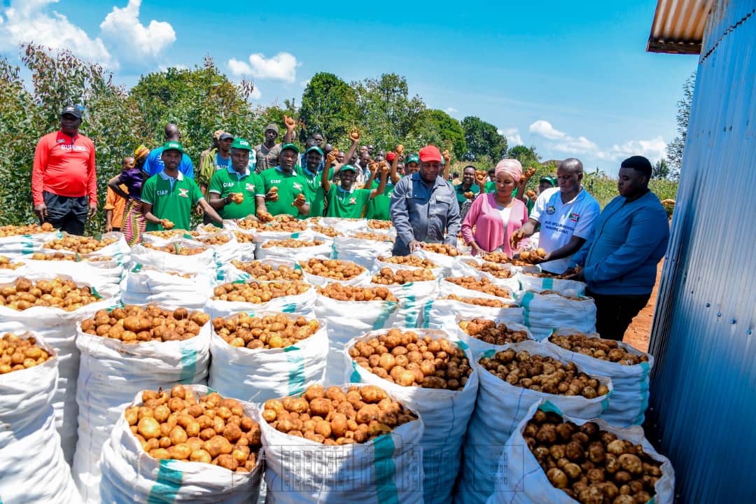 ben_ndag's tweet photo. 💯 % 👌🏻👏🏽. Très bonne récolte de la pomme de terre! Dieu s'occupe toujours de l'abondance chez toute personne qui travaille sans relâche. Inspirons-nous du Père de la Nation et attelons-nous donc au travail. https://t.co/4NskqkluXk