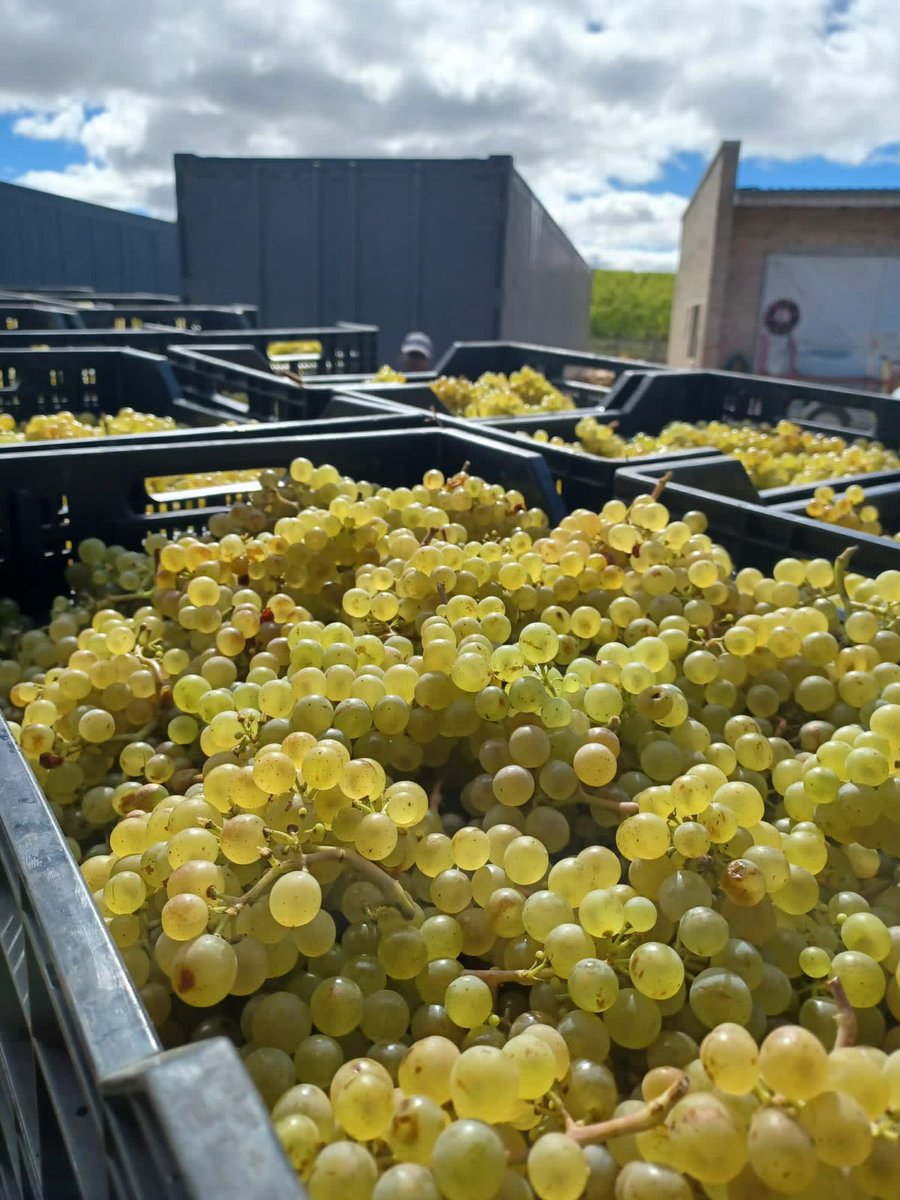 It’s Showtime! 🌿 Our vineyard teams started harvesting our Estate Chardonnay crops today and it’s looking gorgeous! 🥂💫

.

.

#lovecreationwines #experiencecreation #hemelenaarde #coolclimate #chardonnay #harvest2022 #wineharvest #vineyardvines #golden