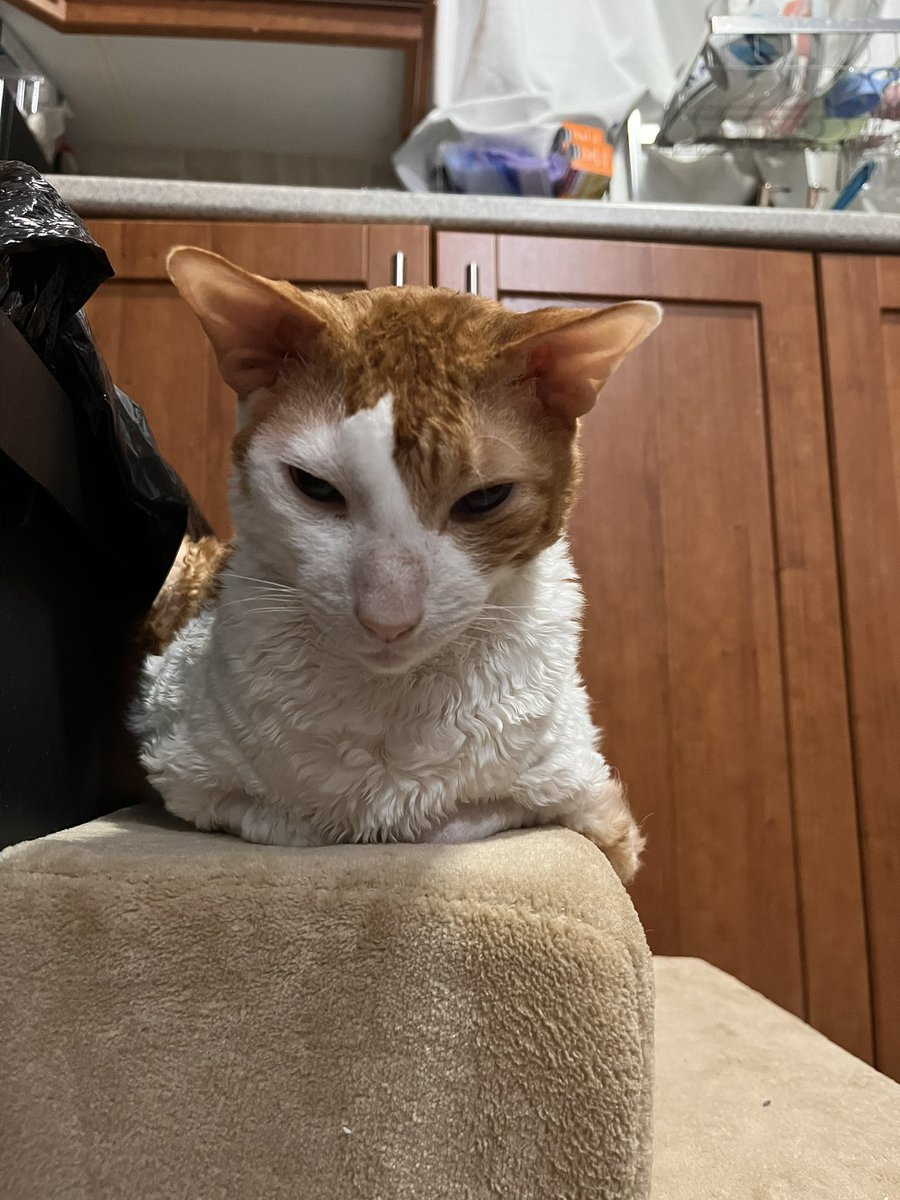 ventiacai's tweet photo. @QuoiGender We actually got him stairs to help him get up and down from the high places he is not allowed to jump onto (counters/bed) but he stills gets mad that bambino is allowed to jump and he is forced to take the stairs so forehead touches are the best distraction https://t.co/9TwNp9uYPT