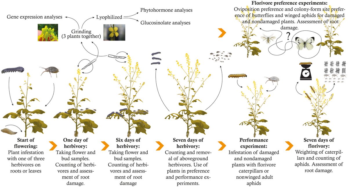 Flowers prepare thyselves: leaf and root herbivores induce specific changes in floral phytochemistry with consequences for plant interactions with florivores <a href="/QuintRusman/">Quint Rusman</a>  @DickeMarcel nph.onlinelibrary.wiley.com/doi/10.1111/np…